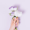 Lilac Dream